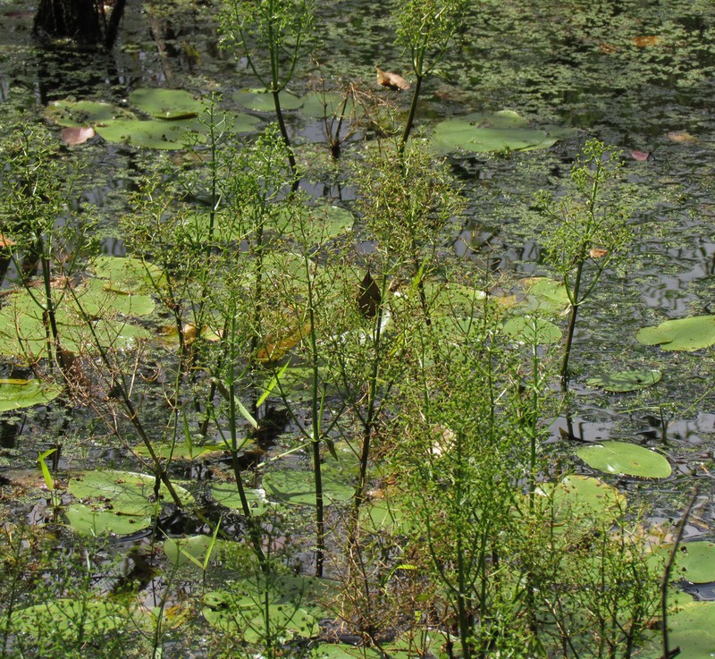Albidella nymphaeifolia photo 2