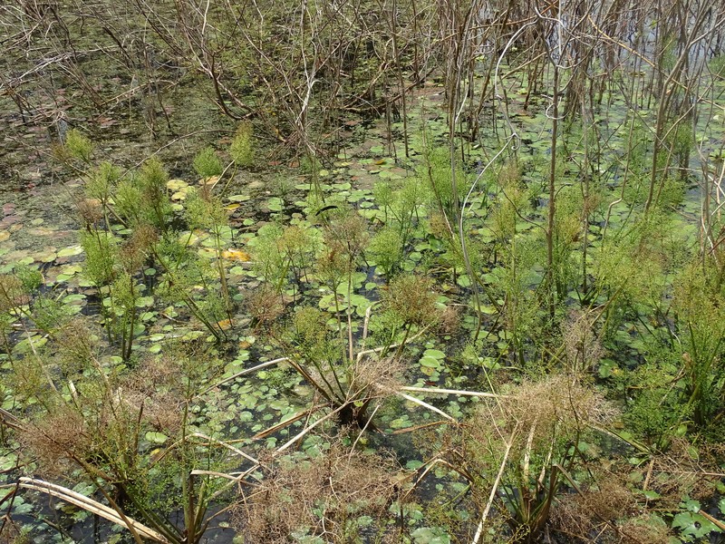Albidella nymphaeifolia photo 4