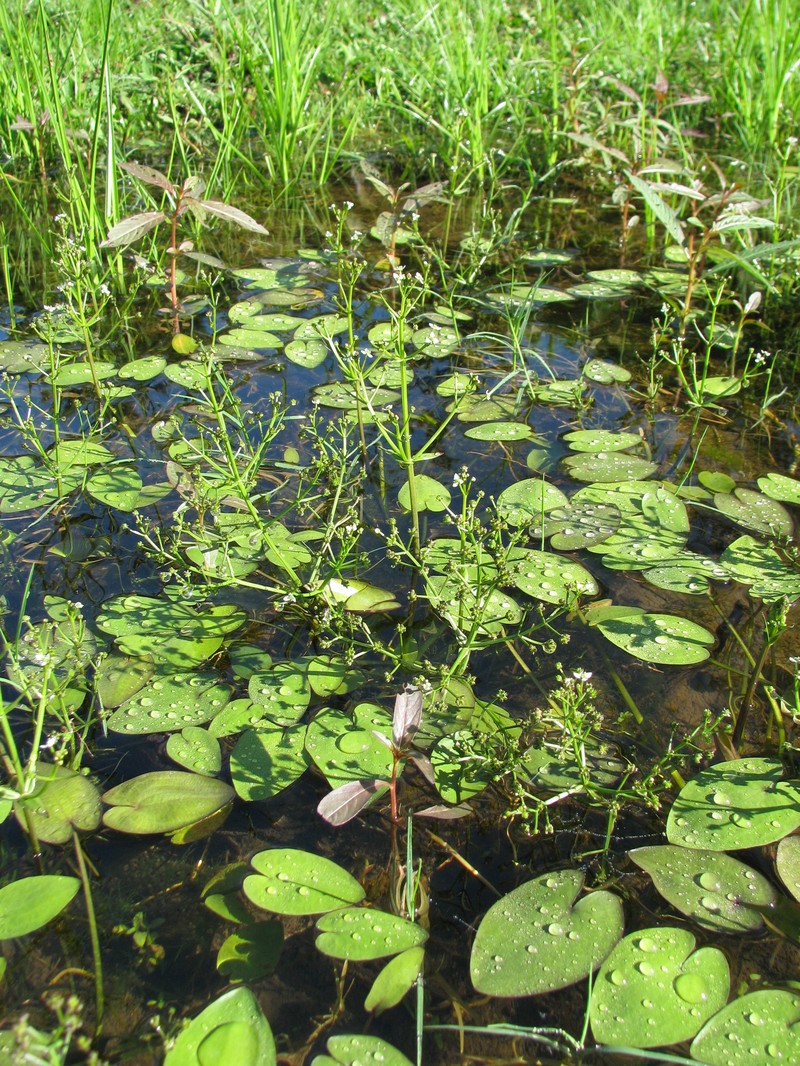 Albidella nymphaeifolia photo 5