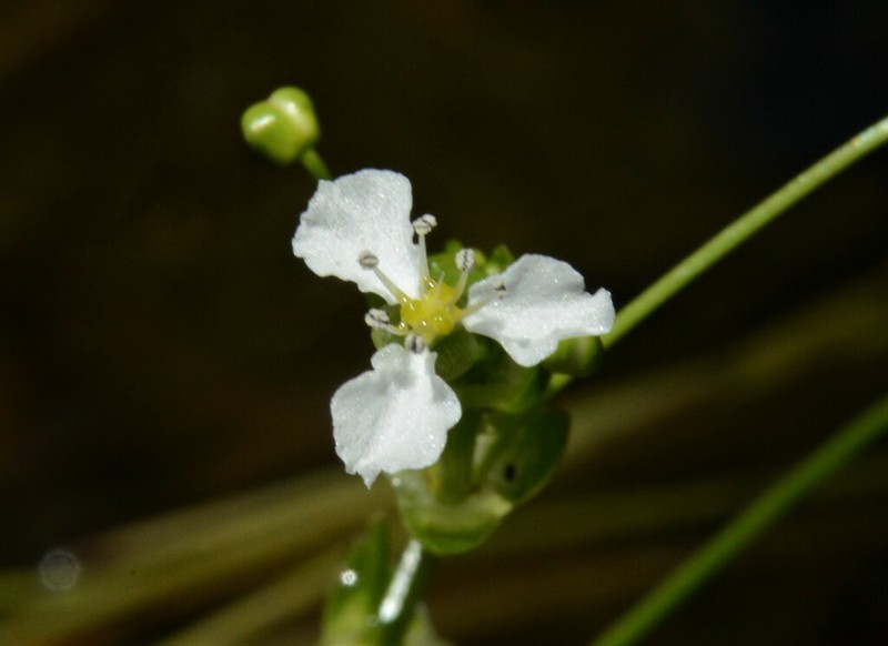 Albidella oligococca