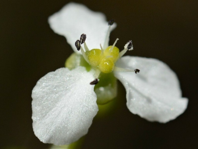 Albidella oligococca photo 2
