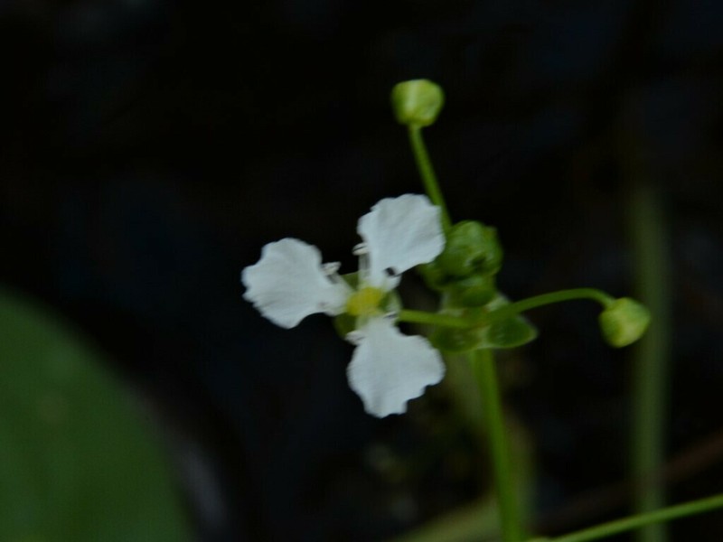 Albidella oligococca photo 3