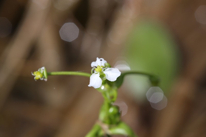 Albidella oligococca photo 4