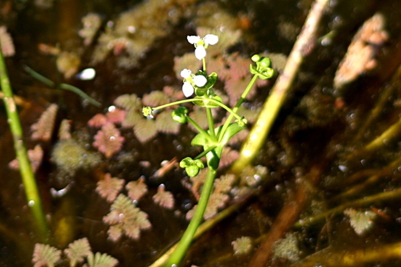 Albidella oligococca photo 5