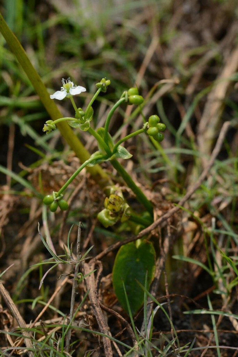 Albidella oligococca photo 6