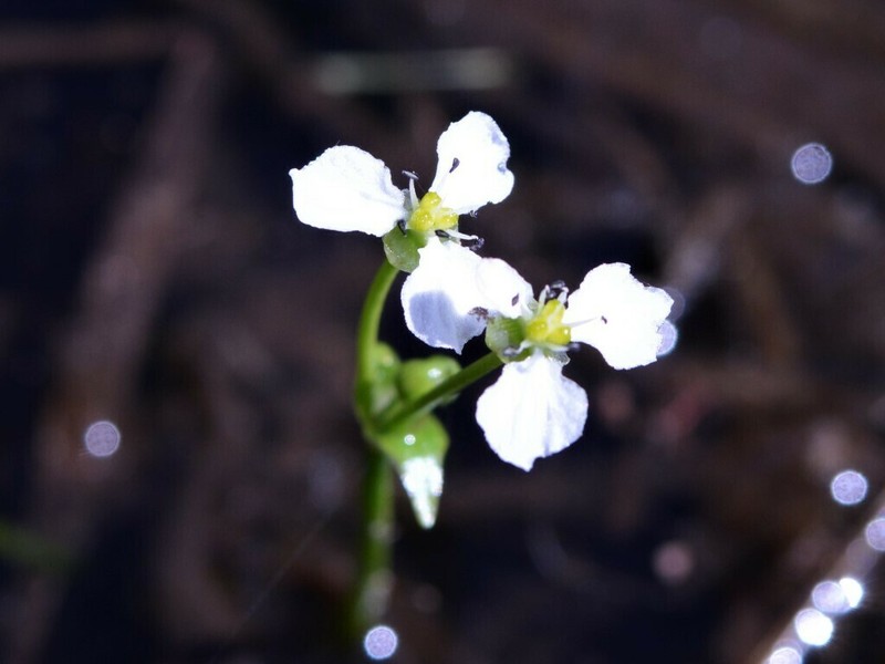 Albidella oligococca photo 7