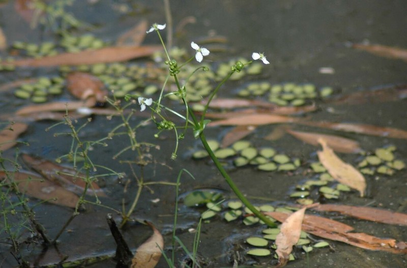 Albidella oligococca photo 8