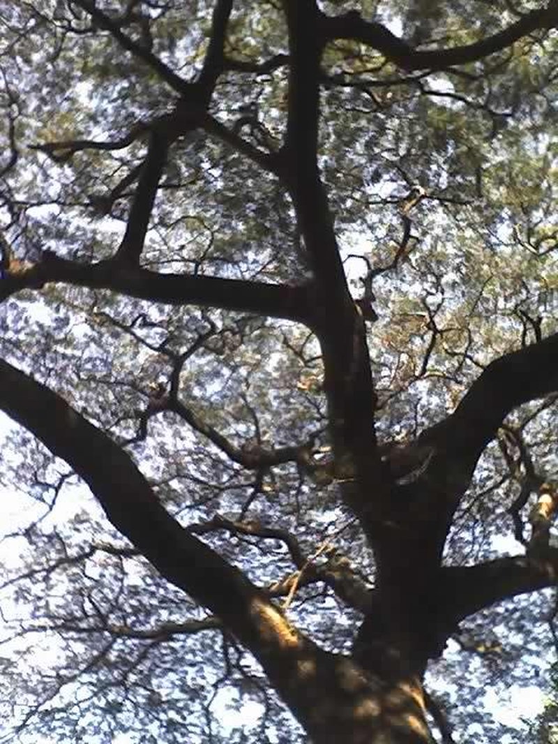 West African Albizzia photo 2
