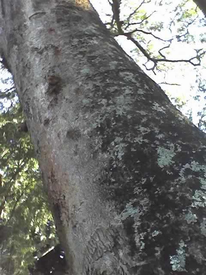 West African Albizzia photo 3