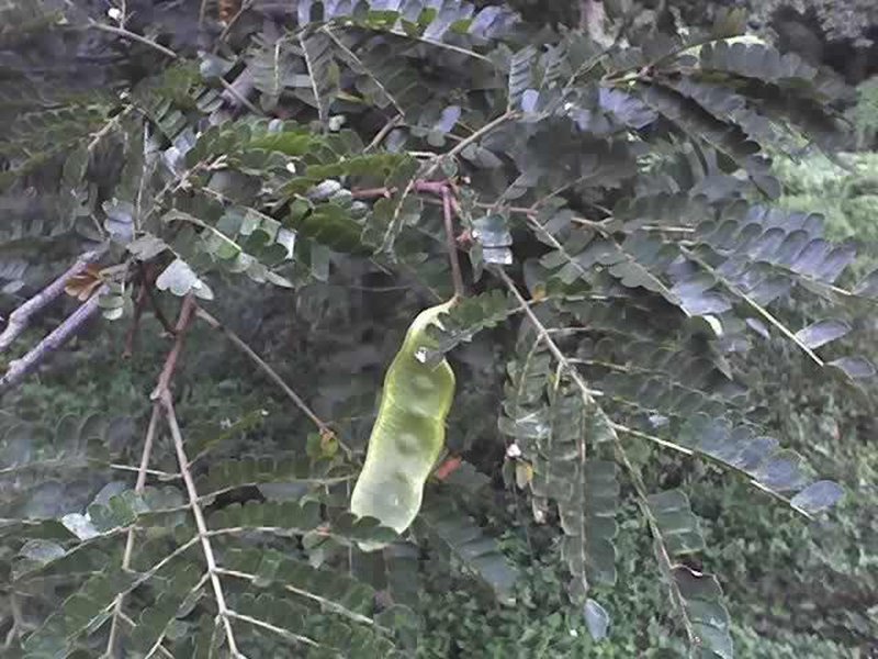 West African Albizzia photo 4