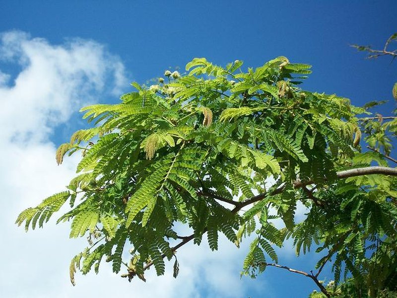 West African Albizzia photo 5