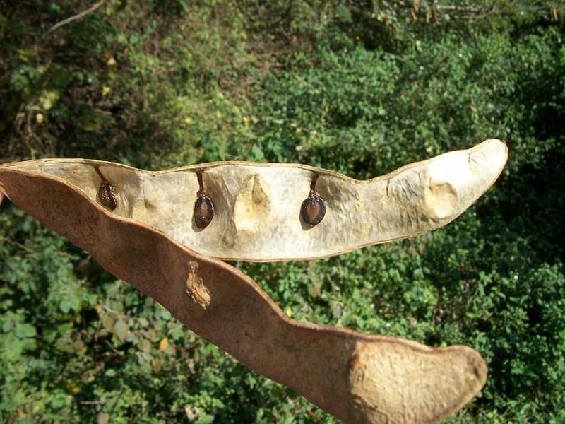 West African Albizzia photo 6