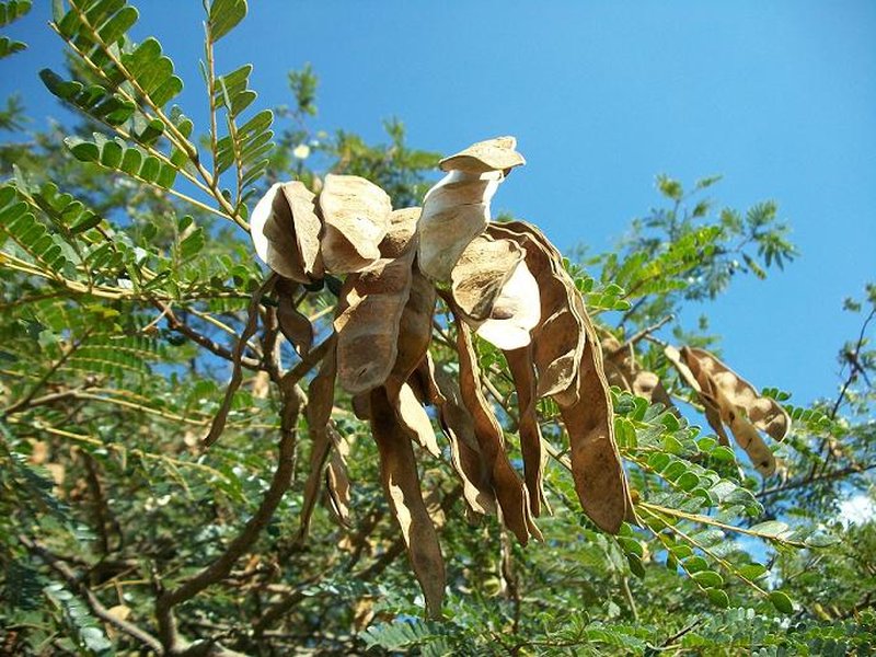West African Albizzia photo 7