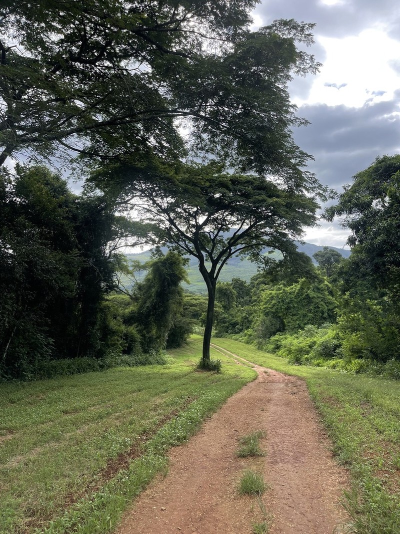 West African Albizzia photo 8