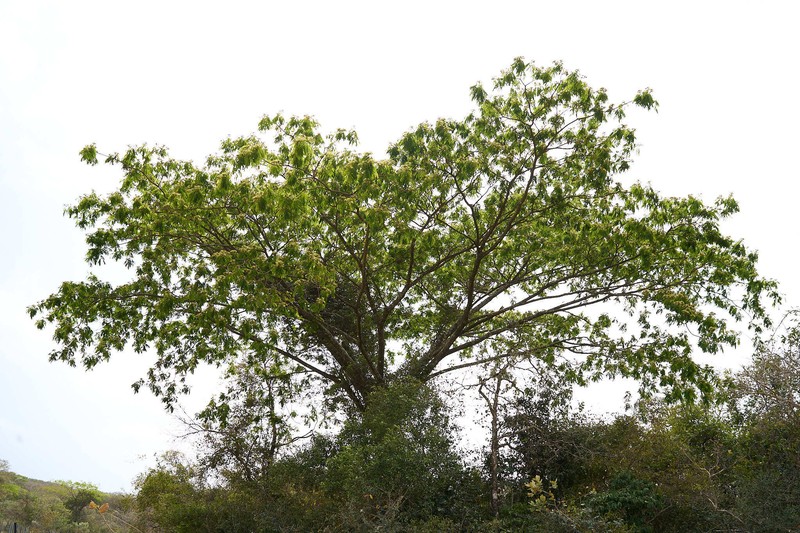 Albizia adianthifolia var. adianthifolia