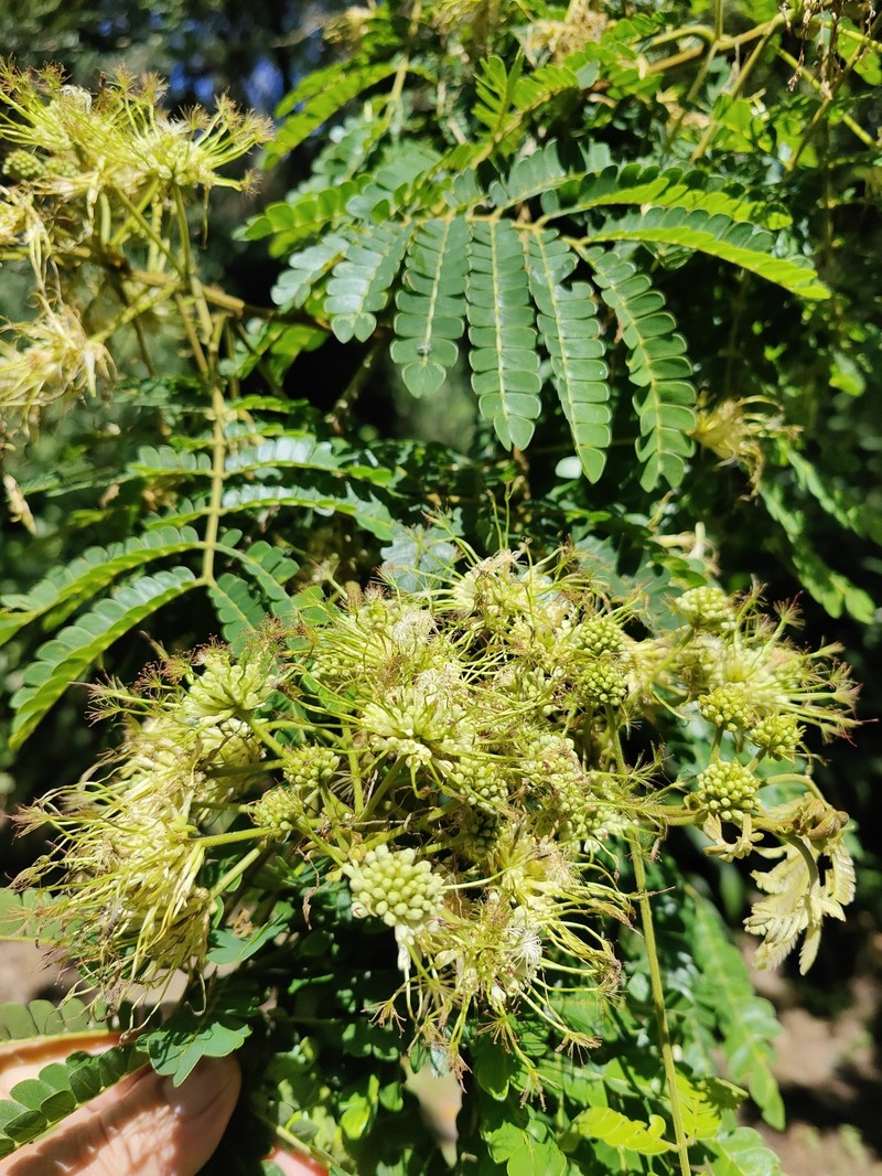 Albizia adianthifolia var. adianthifolia photo 2