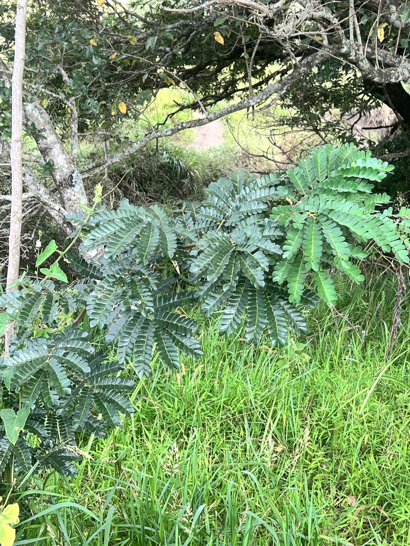 Albizia adianthifolia var. adianthifolia photo 3