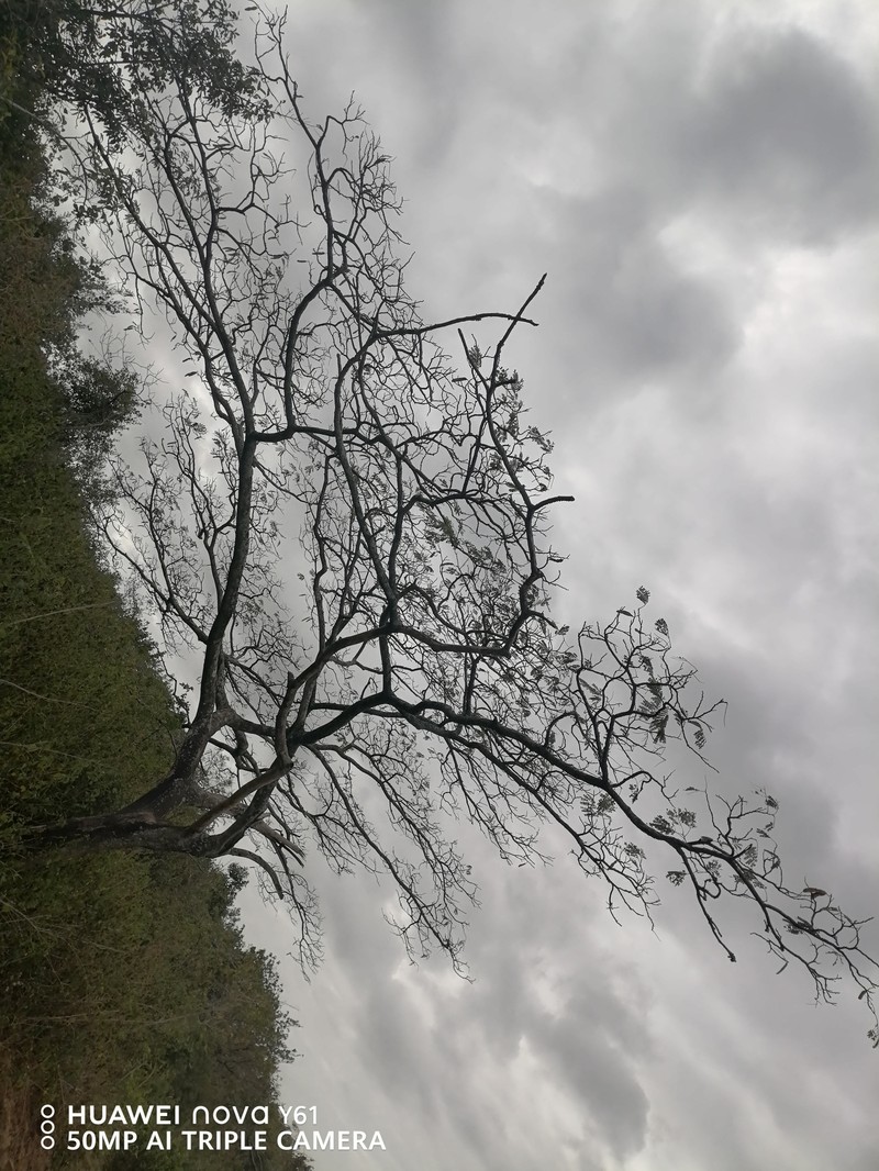 Albizia adianthifolia var. adianthifolia photo 4