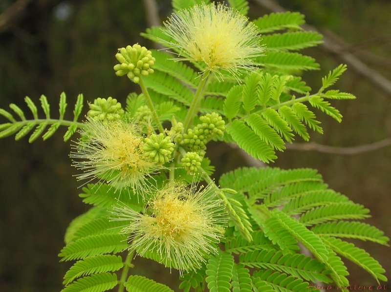 Albizia amara