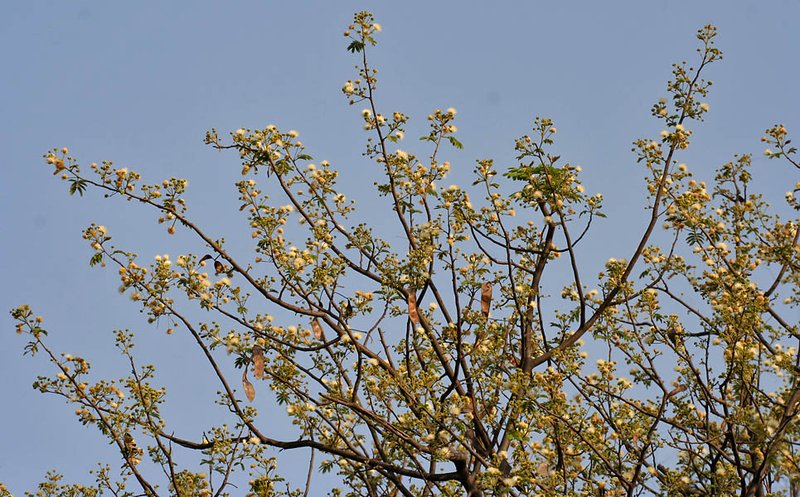Albizia amara photo 4