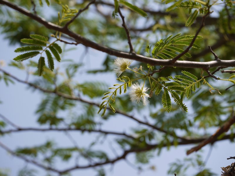 Albizia amara photo 5