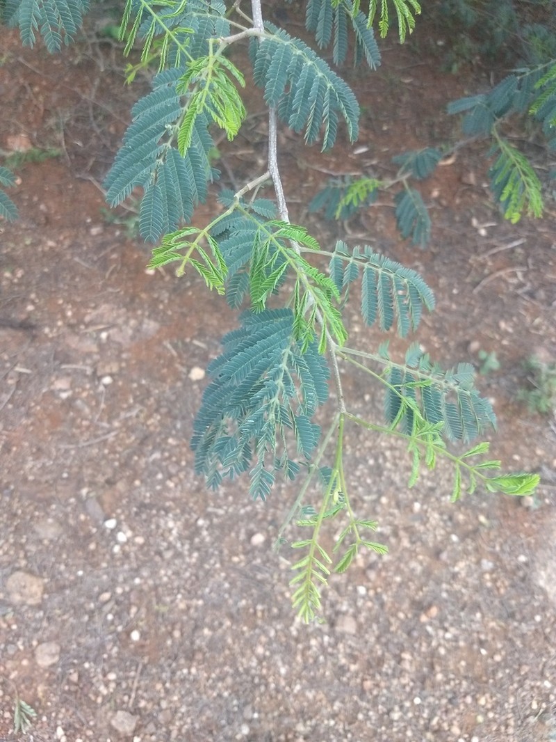 Albizia amara photo 8
