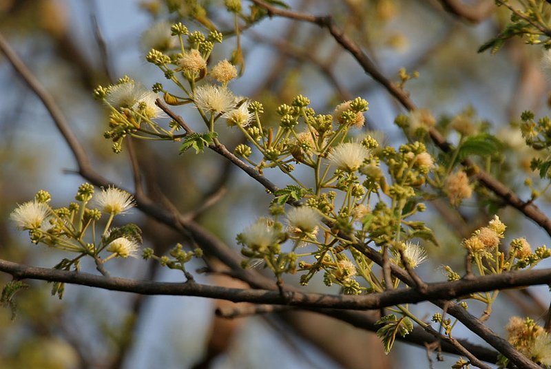 Albizia amara photo 2