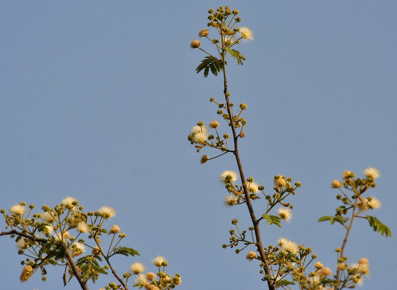 Albizia amara photo 3