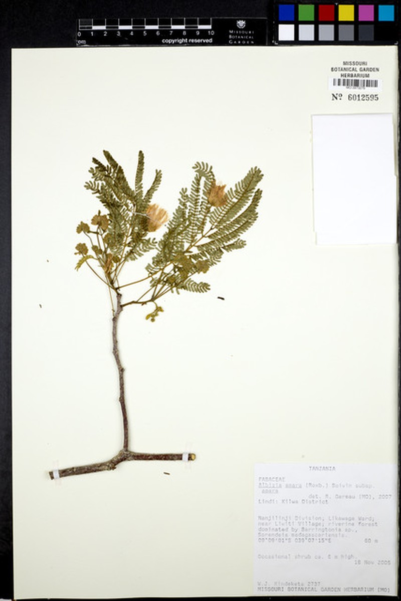 Albizia amara subsp. amara