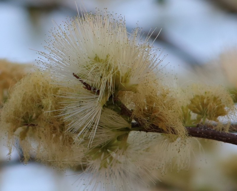 Albizia anthelmintica