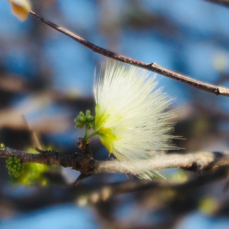 Albizia anthelmintica photo 2