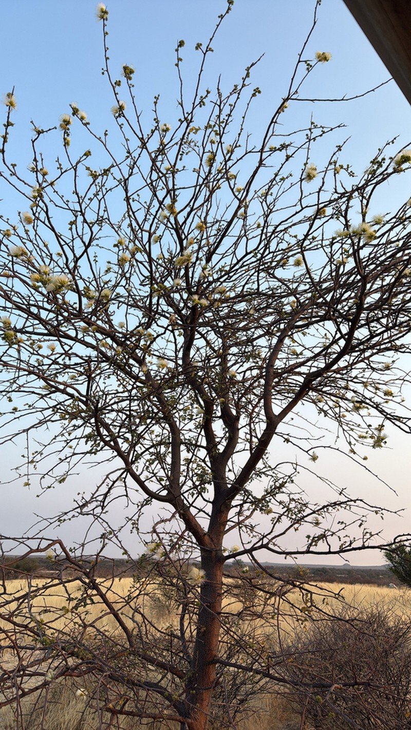 Albizia anthelmintica photo 4
