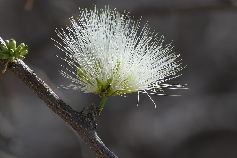Albizia anthelmintica photo 7