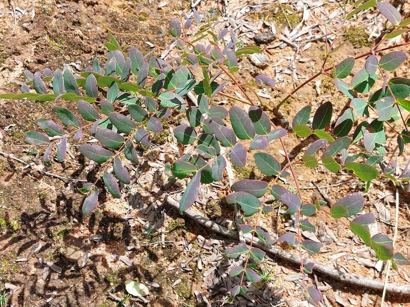 Albizia antunesiana
