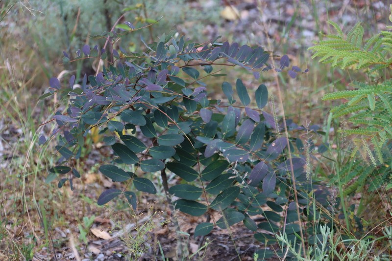 Albizia antunesiana photo 2