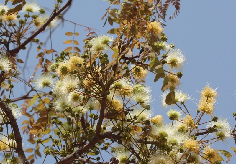 Albizia antunesiana photo 3