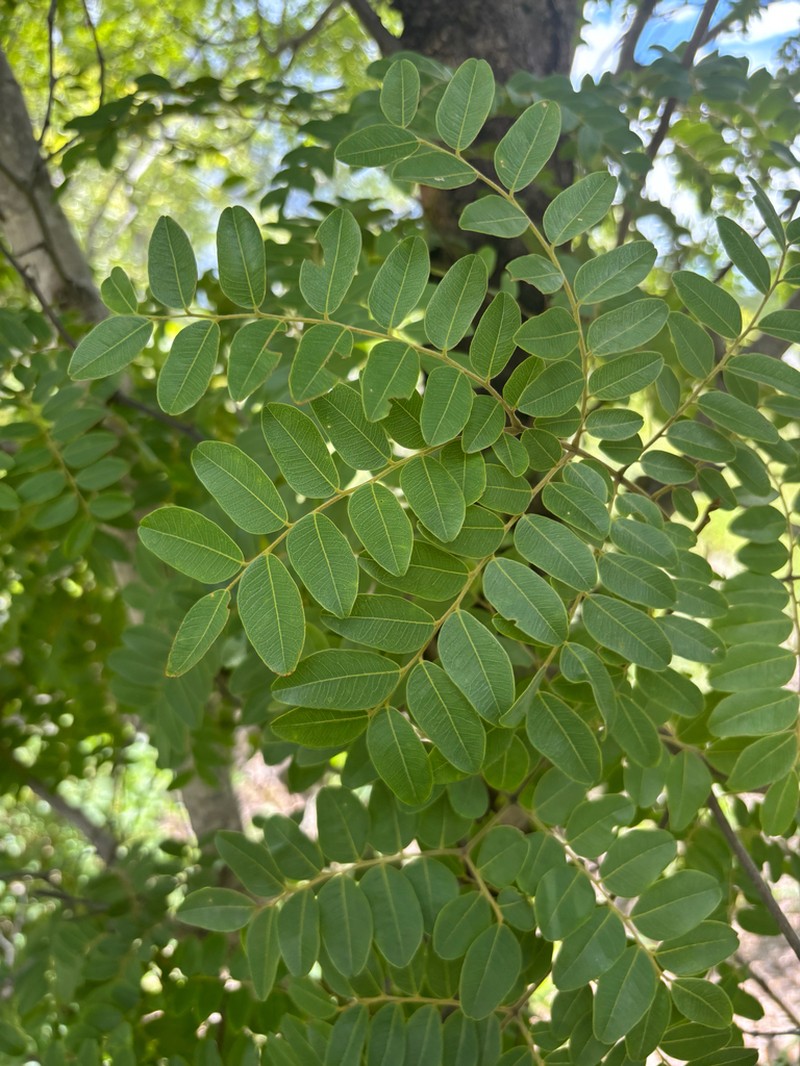 Albizia antunesiana photo 4