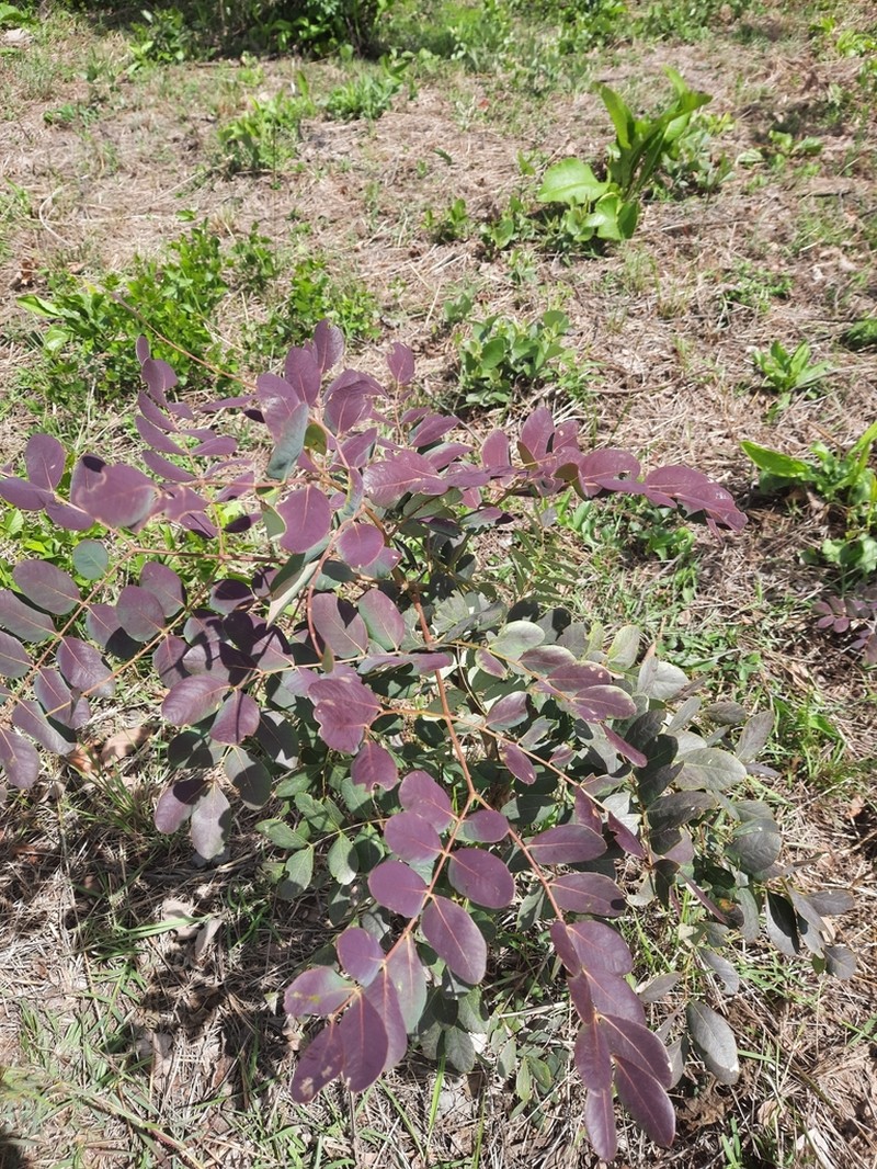 Albizia antunesiana photo 7
