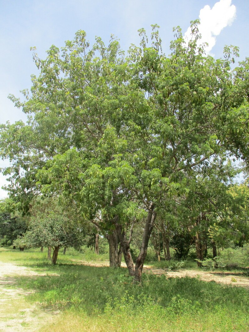 Albizia antunesiana photo 8