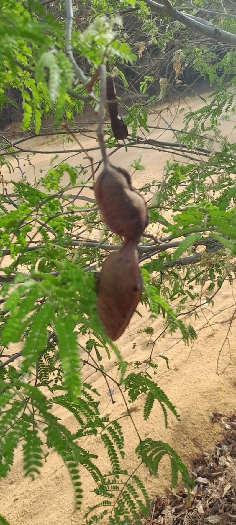 Albizia arenicola photo 5