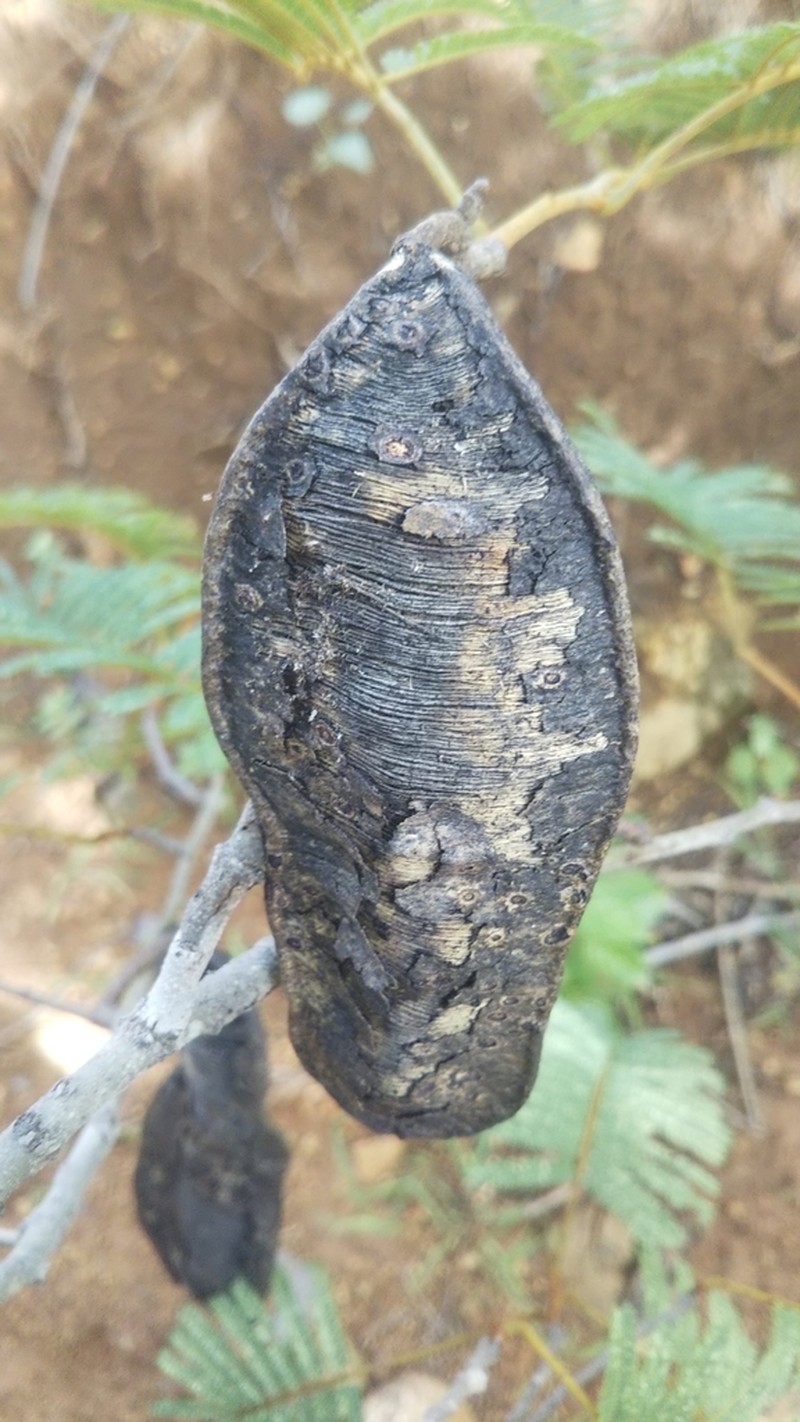 Albizia arenicola photo 6