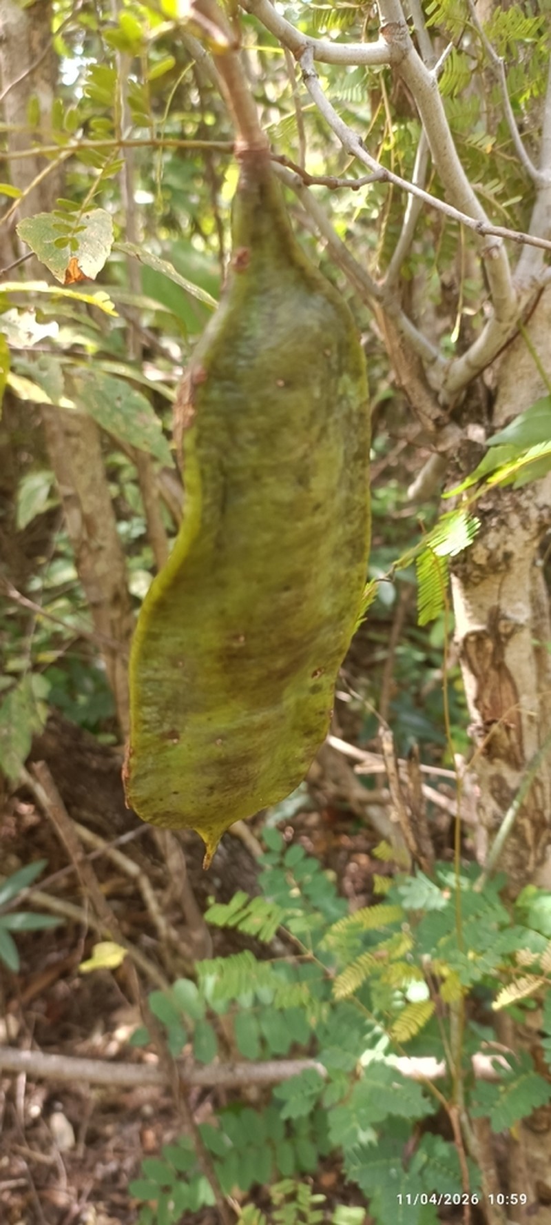 Albizia arenicola photo 7