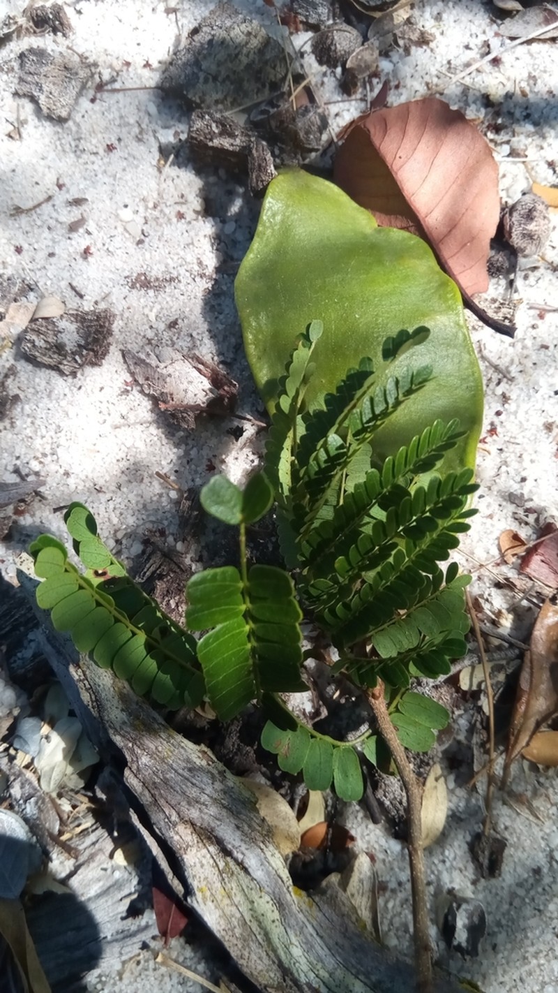Albizia arenicola photo 8
