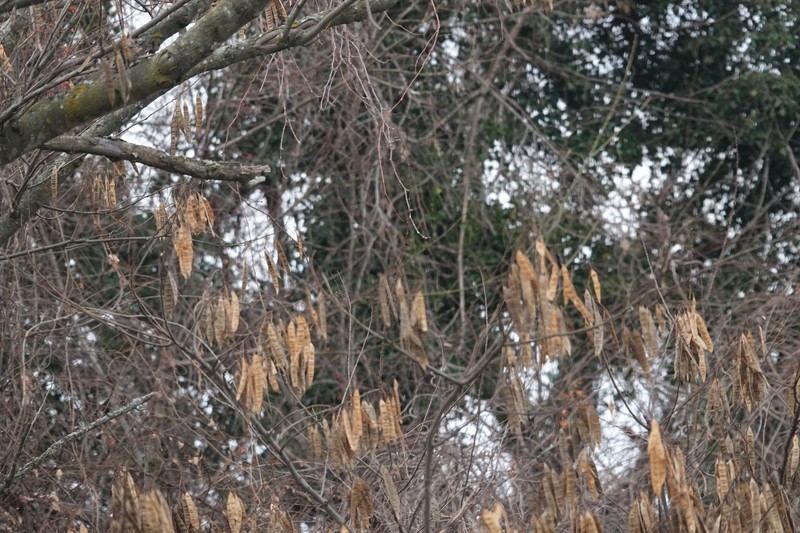 Albizia arunachalensis photo 2