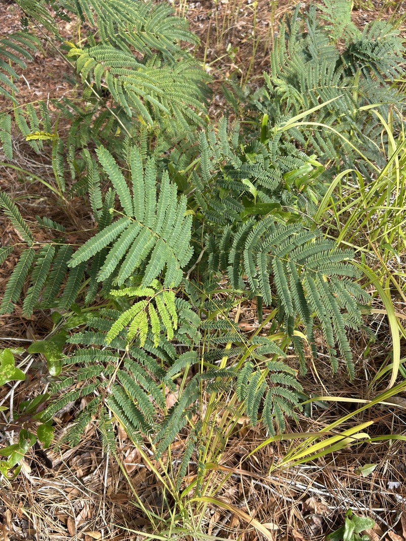 Albizia arunachalensis photo 5