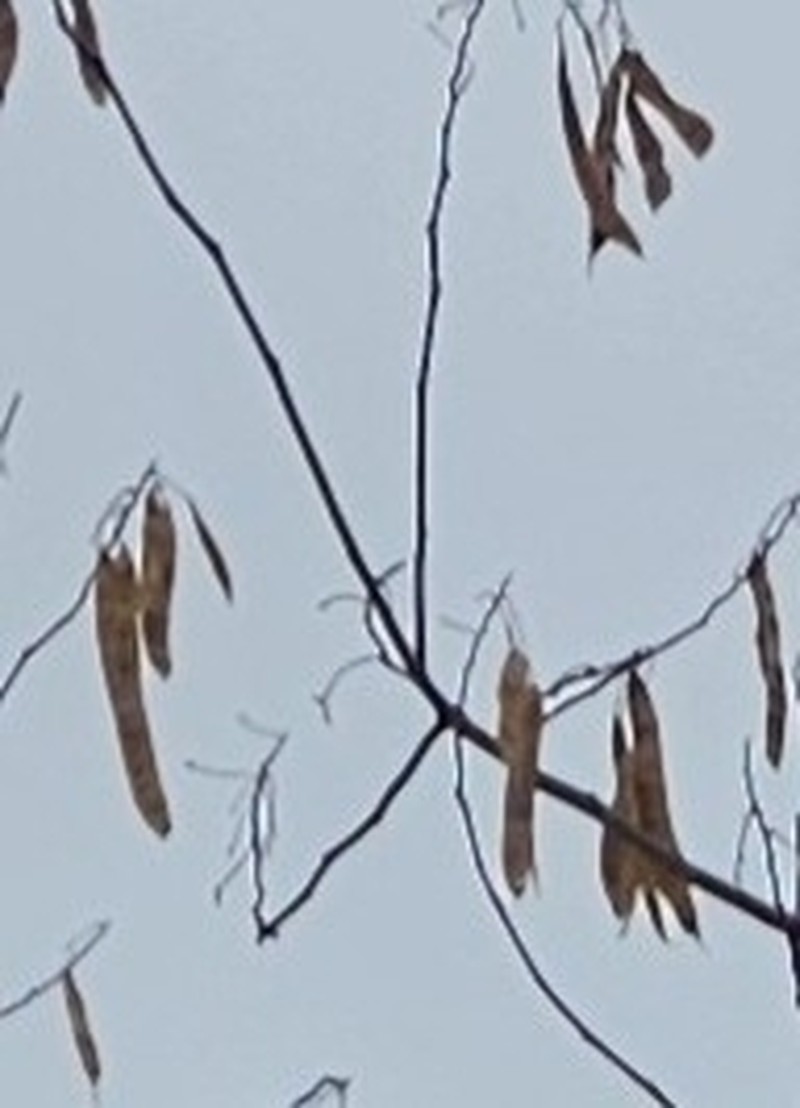 Albizia arunachalensis photo 6