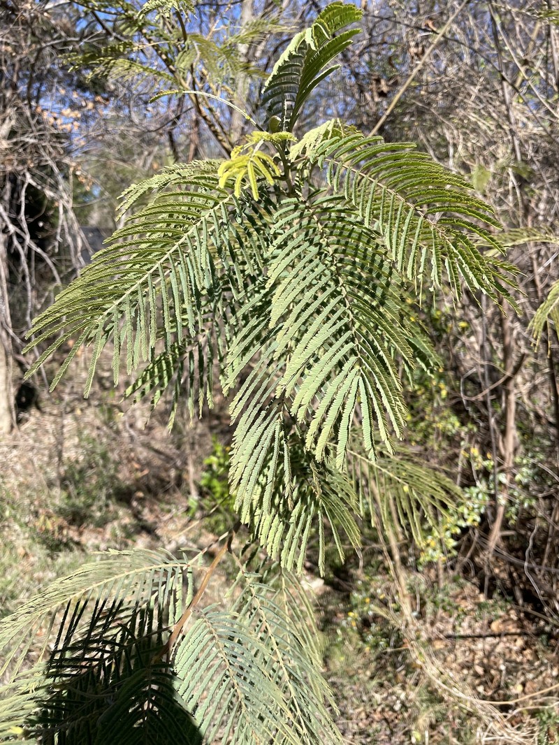 Albizia arunachalensis photo 8