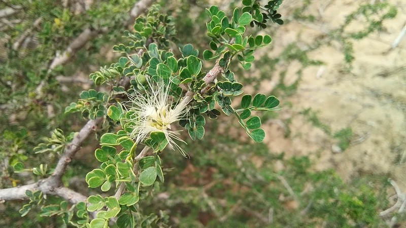 Albizia atakataka photo 2