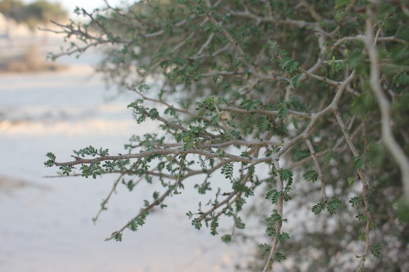 Albizia atakataka photo 8
