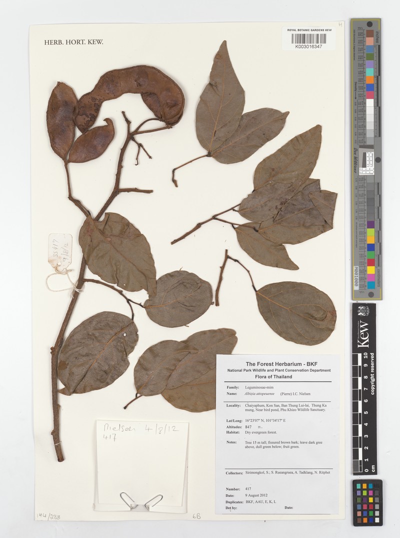 Albizia attopeuensis photo 2